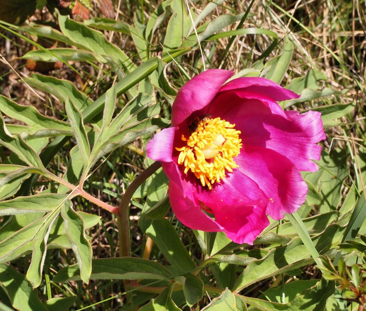 Paeony, Common flower